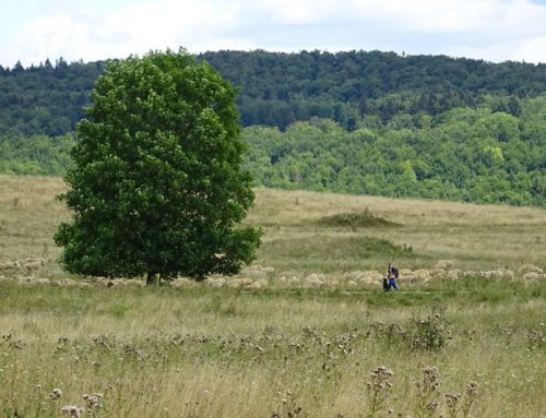 UNESCO-Antrag für das Biosphärengebiet Schwäbische Alb