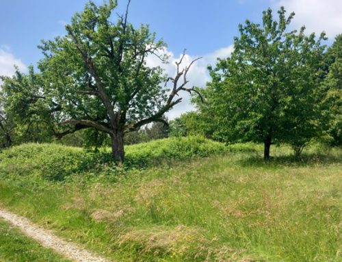 Zahlreiche Kartierarbeiten zu Streuobstwiesen und dem Biotopverbund in den Sommermonaten