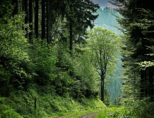 Fachgespräch Forst zum Landschaftsplan der VVG Furtwangen-Gütenbach